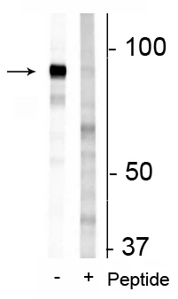Anti-FAM129B (Ser679, 683) Antibody
