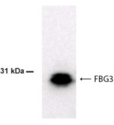 Anti-FBG3 Antibody