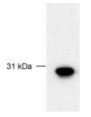 Anti-FBG4 Antibody