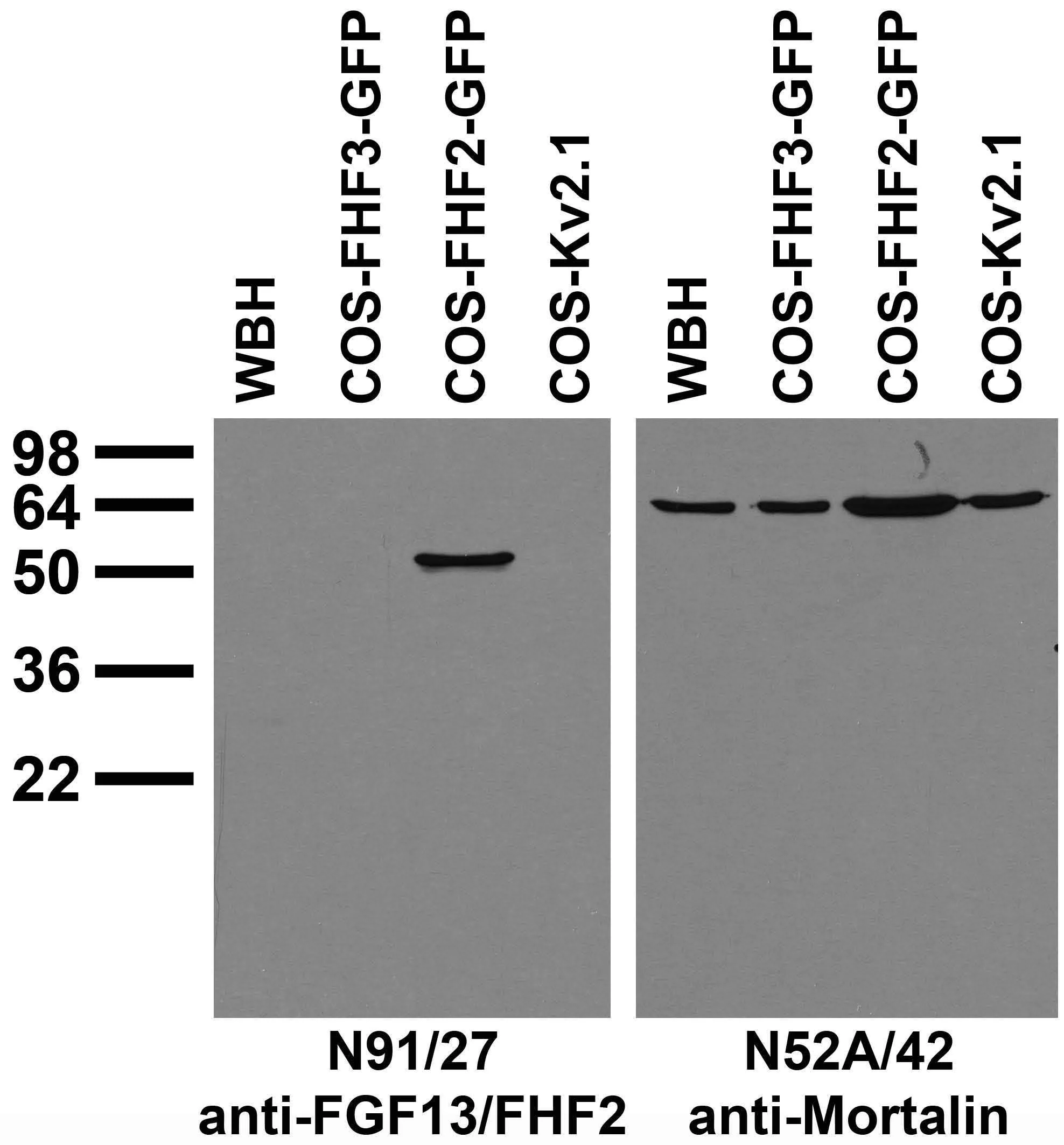 Anti-FGF13/FHF2 Antibody