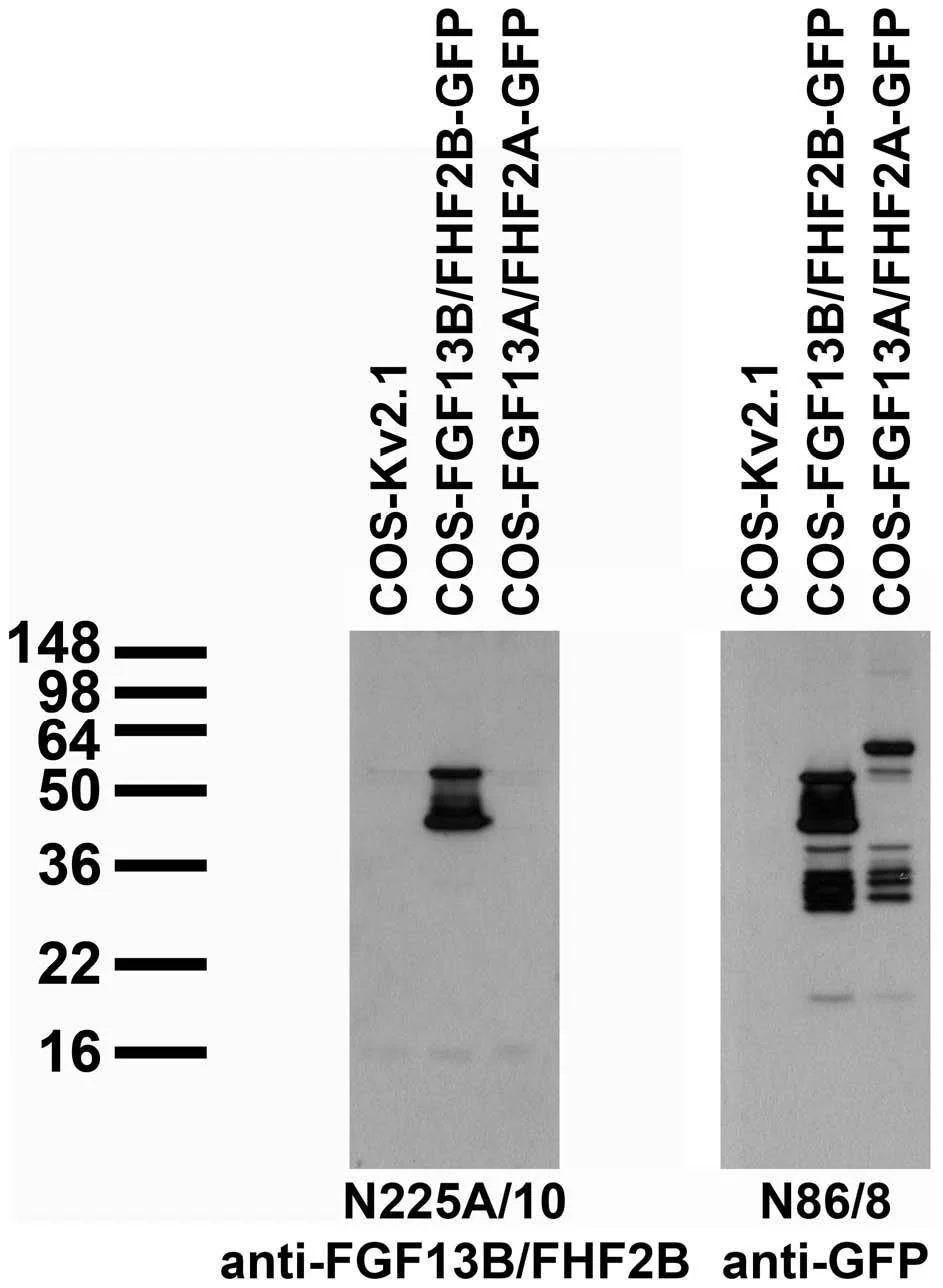 Anti-FGF13/FHF2, B Isoform Antibody