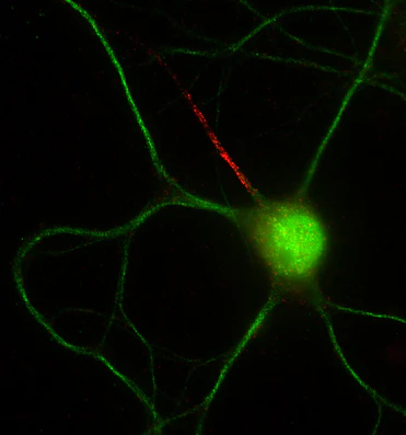 Anti-FGF14/FHF4 Antibody - Image 2