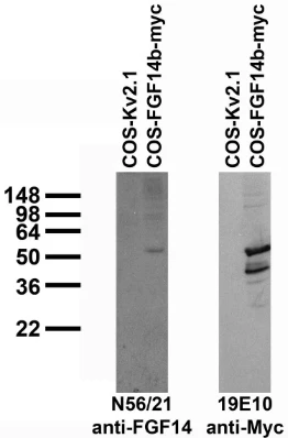 Anti-FGF14/FHF4 Antibody - Image 4