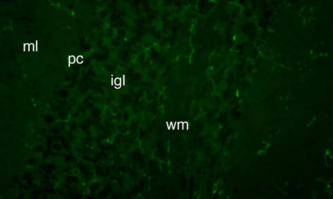 Anti-FGF14/FHF4 Antibody - Image 5