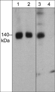 Anti-FHOD1 Antibody