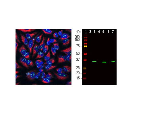 Anti-Fibrillarin (Nop1p) Antibody - Image 2