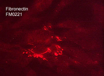 Anti-Fibronectin Antibody - Image 2