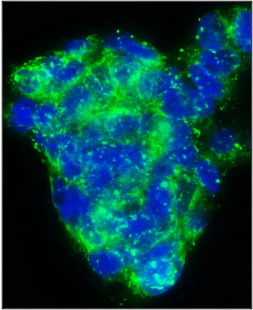 Anti-Fibronectin Antibody