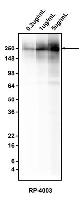 Anti-Fibronectin Antibody - Image 2