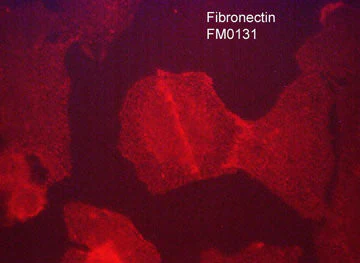 Anti-Fibronectin (Cell/Heparin2 Binding region) Antibody - Image 2