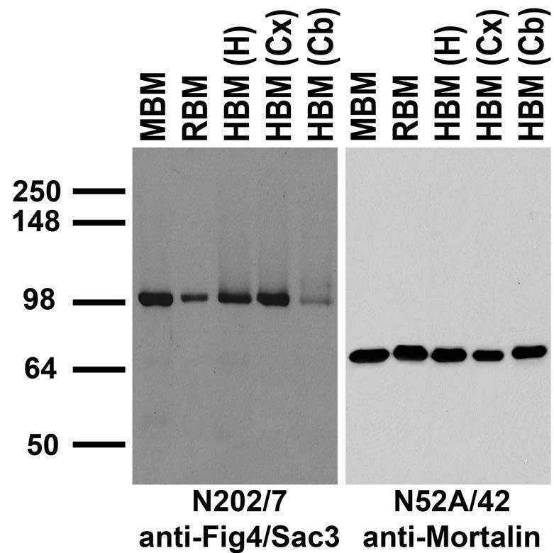 Anti-Fig4/Sac3 Antibody