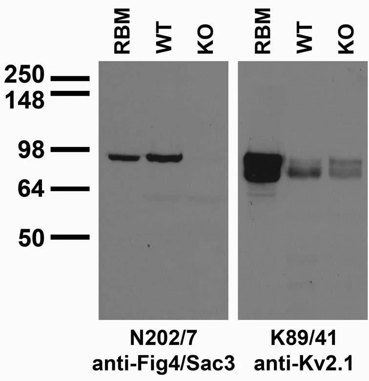 Anti-Fig4/Sac3 Antibody - Image 3