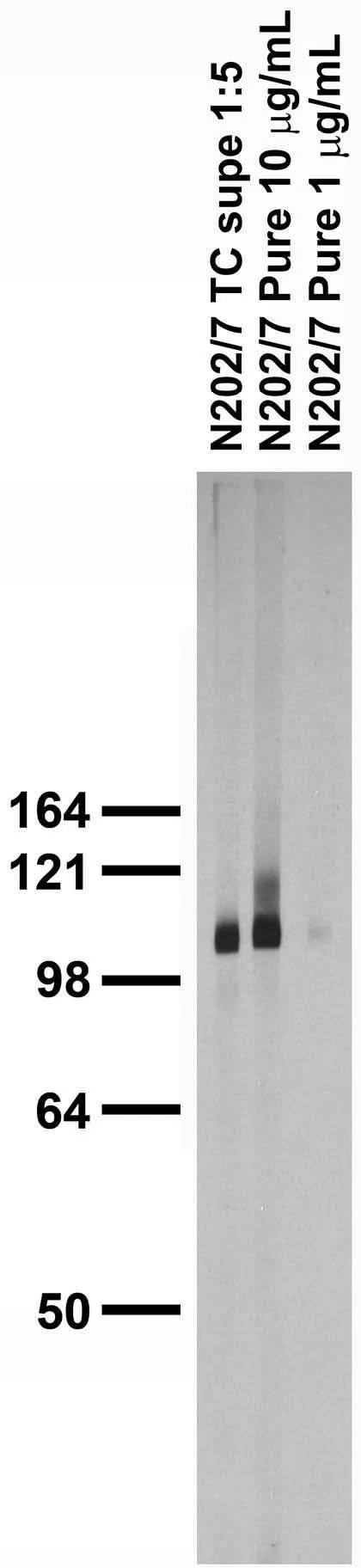 Anti-Fig4/Sac3 Antibody - Image 4