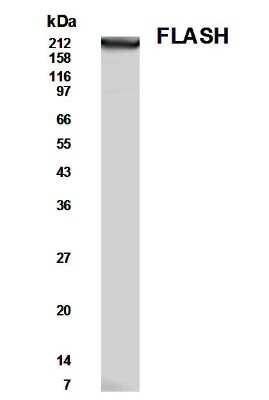 Anti-FLASH (C-terminus) Antibody