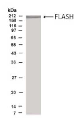 Anti-FLASH (N-terminus) Antibody