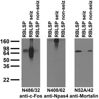 Anti-c-FOS Antibody - Image 2