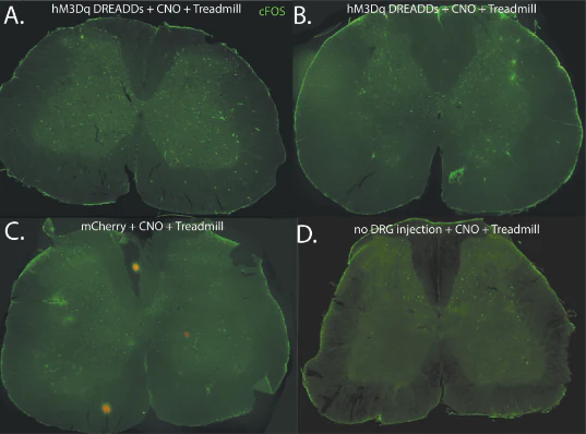 Anti-c-FOS Antibody - Image 3