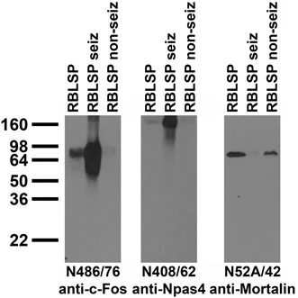 Anti-c-FOS Antibody - Image 2