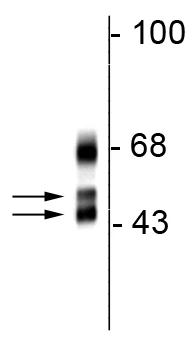 Anti-FOX1 Antibody