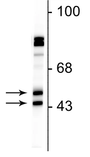 Anti-FOX3 (NeuN) Antibody
