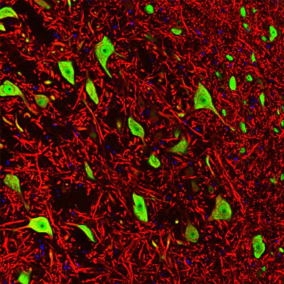 Anti-FOX3 (NeuN) Antibody - Image 2