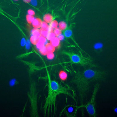 Anti-FOX3 (NeuN) Antibody - Image 3
