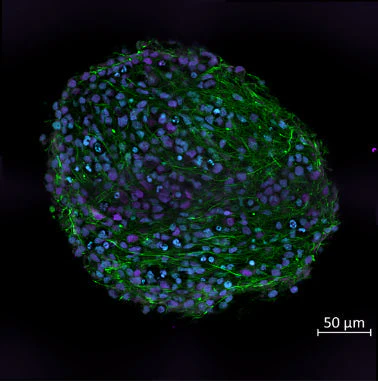 Anti-FOX3 (NeuN) Antibody - Image 4