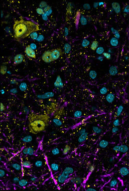 Anti-FOX3 (NeuN) Antibody - Image 5