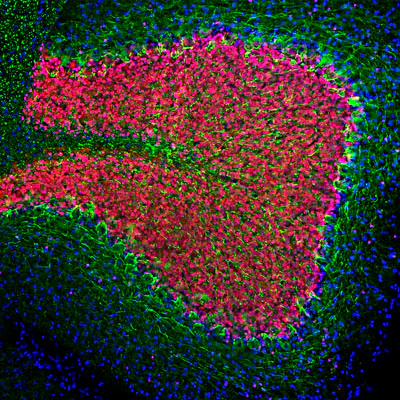 Anti-FOX3 (NeuN) Antibody - Image 6