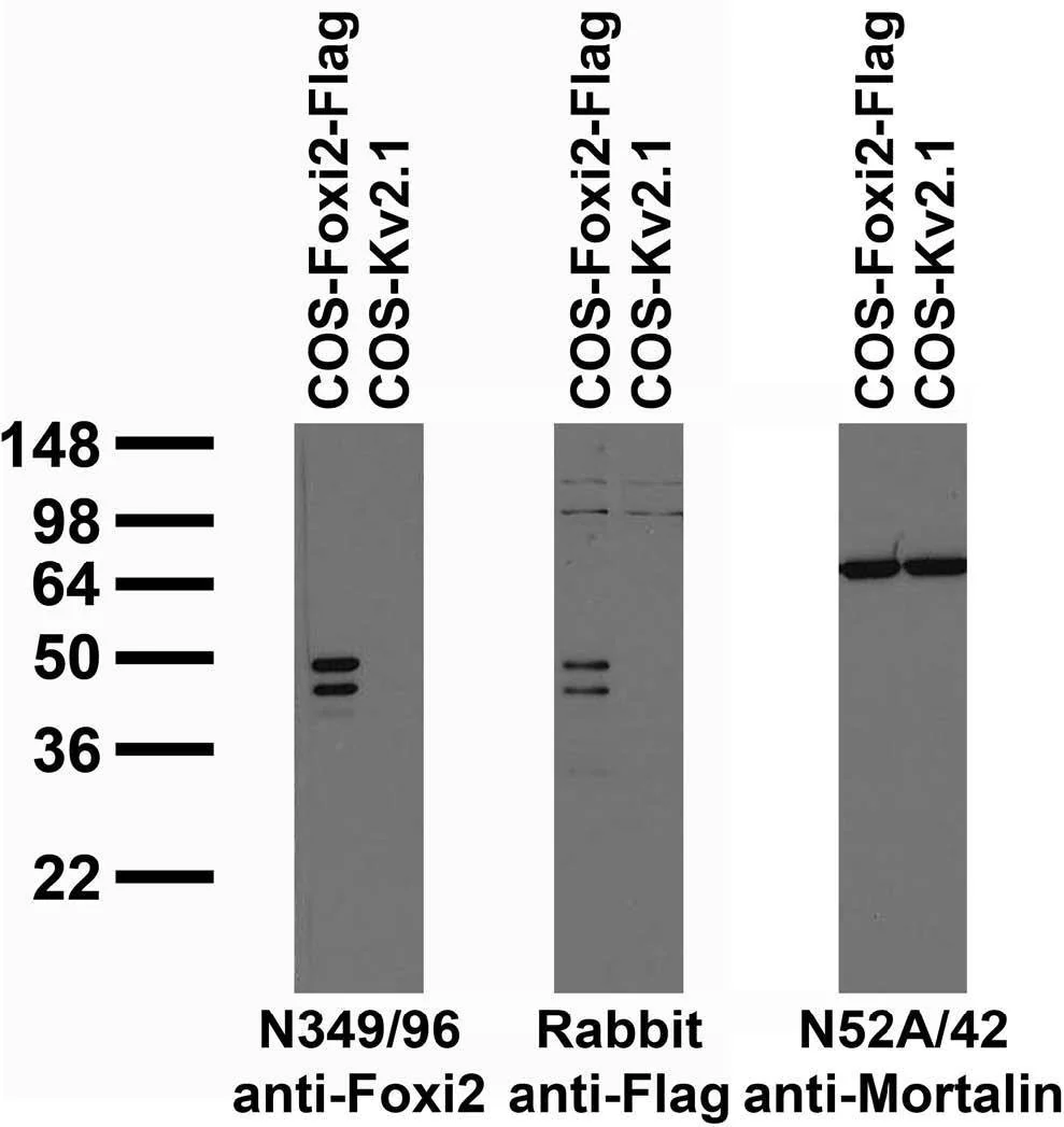Anti-Foxi2 Antibody