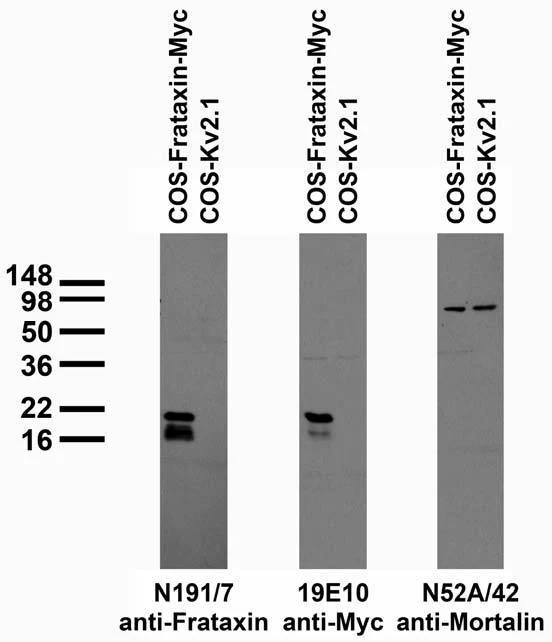 Anti-Frataxin Antibody