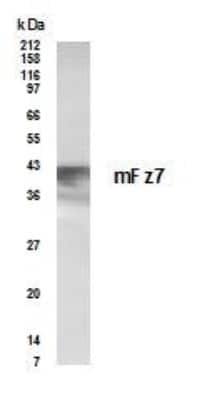 Anti-Frizzled 7 (fz7) Antibody