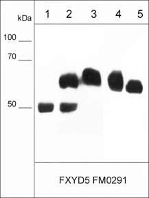Anti-FXYD5/Dysadherin (Extracellular region) Antibody