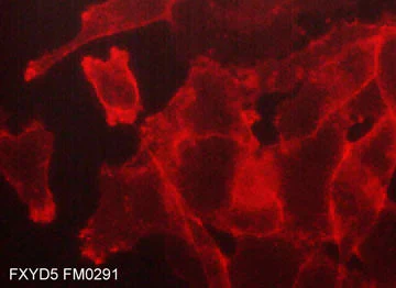 Anti-FXYD5/Dysadherin (Extracellular region) Antibody - Image 2