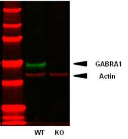 Anti-GABA-A-R, Alpha1 Antibody