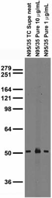 Anti-GABA-A-R, Alpha1 Antibody - Image 2