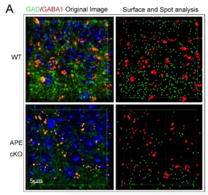 Anti-GABA-A-R, Alpha1 Antibody - Image 4