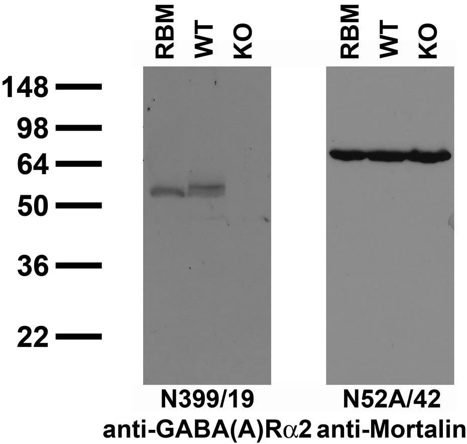 Anti-GABA-A-R-Alpha2 Antibody - Image 3