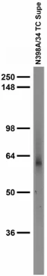 Anti-GABA-A-R-Alpha4 Antibody - Image 2