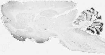 Anti-GABA-A-R-Alpha6 Antibody