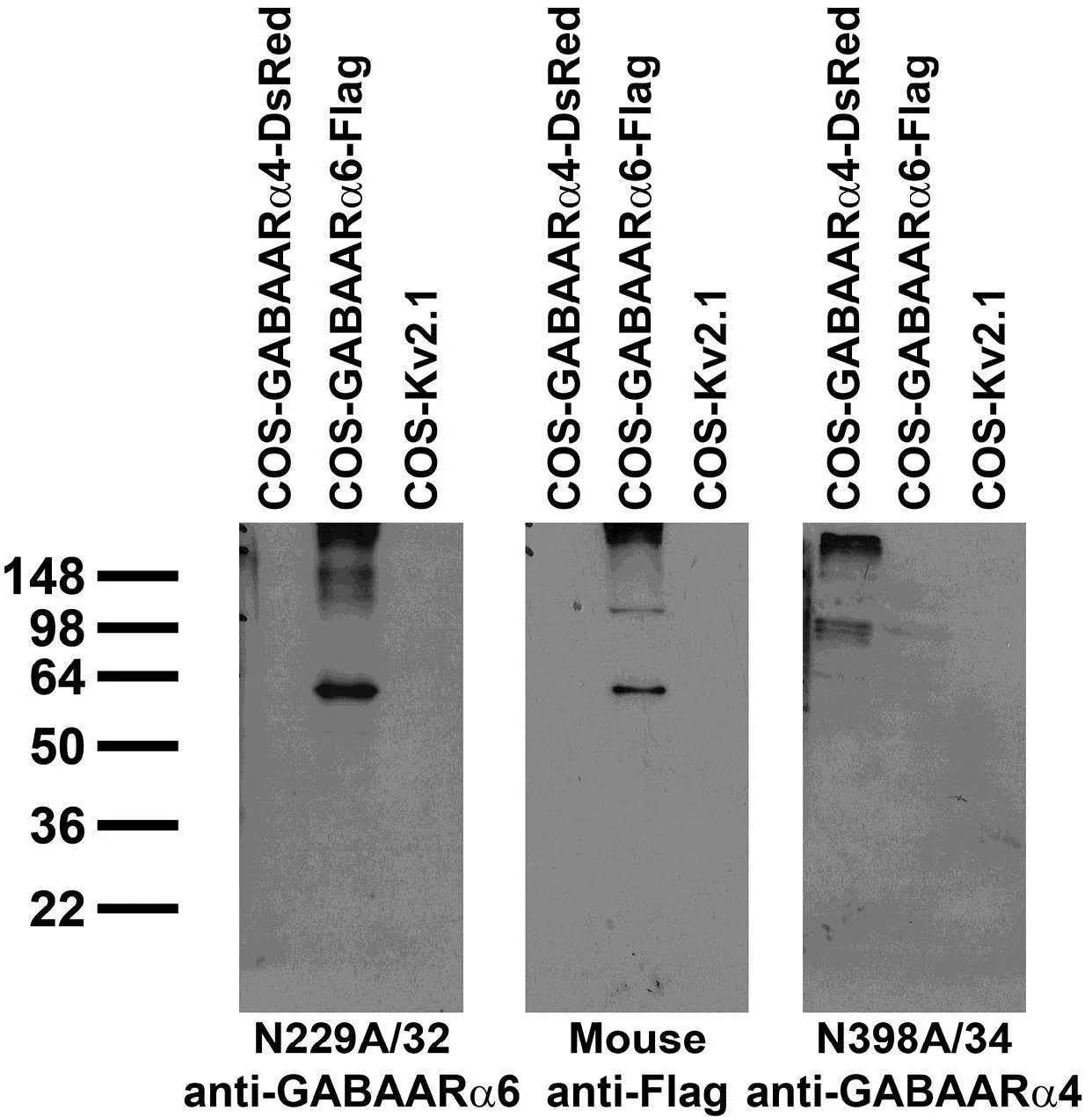 Anti-GABA-A-R-Alpha6 Antibody - Image 2