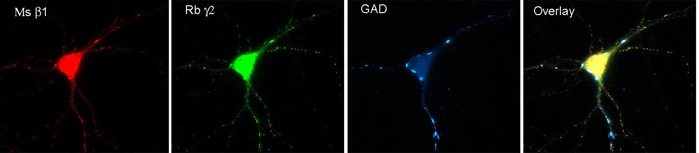 Anti-GABA-A-R, Beta1 Antibody - Image 4