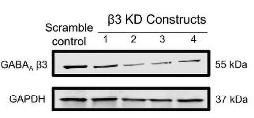 Anti-GABA-A-R, Beta3 Antibody - Image 6