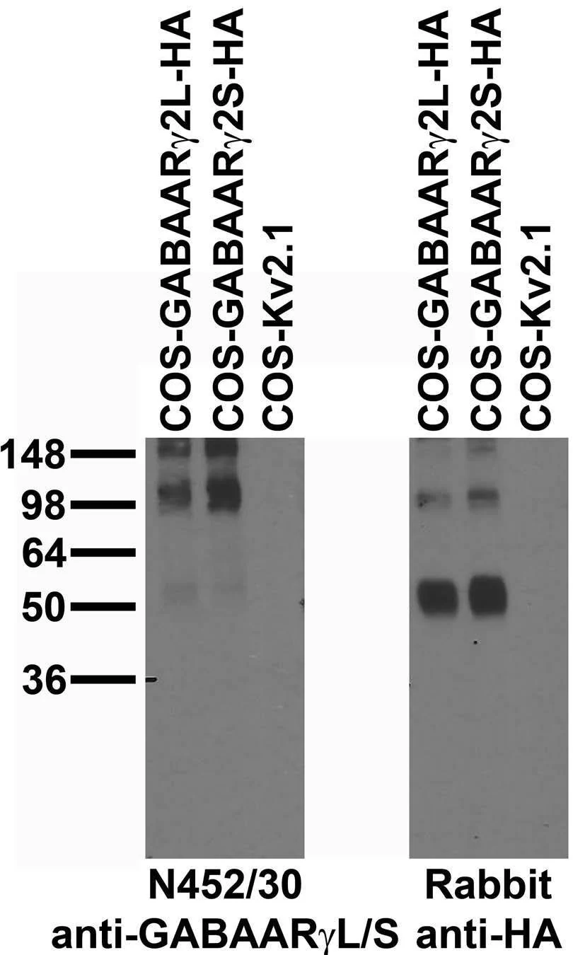 Anti-GABA-A-R-Gamma2L/S Antibody - Image 3