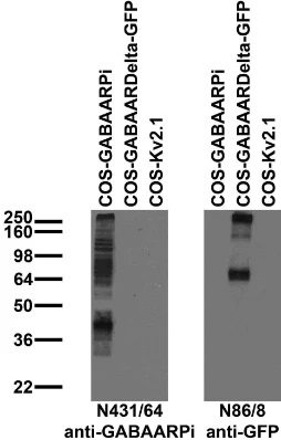 Anti-GABA-A-R-Pi Antibody