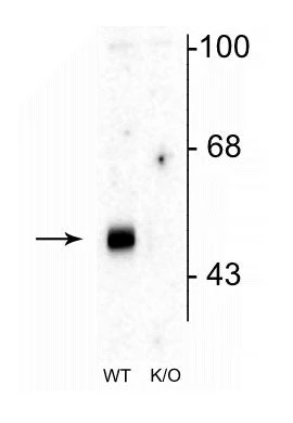 Anti-GABAA Receptor α2 Antibody
