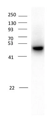 Anti-GABAA Receptor α2 Antibody - Image 2