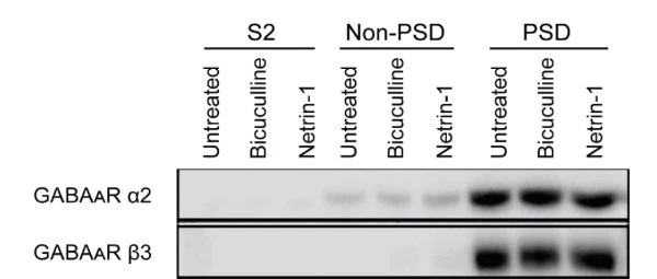 Anti-GABAA Receptor α2 Antibody - Image 3