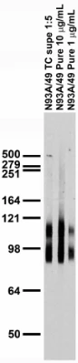 Anti-GABA-B-R1 Antibody - Image 4