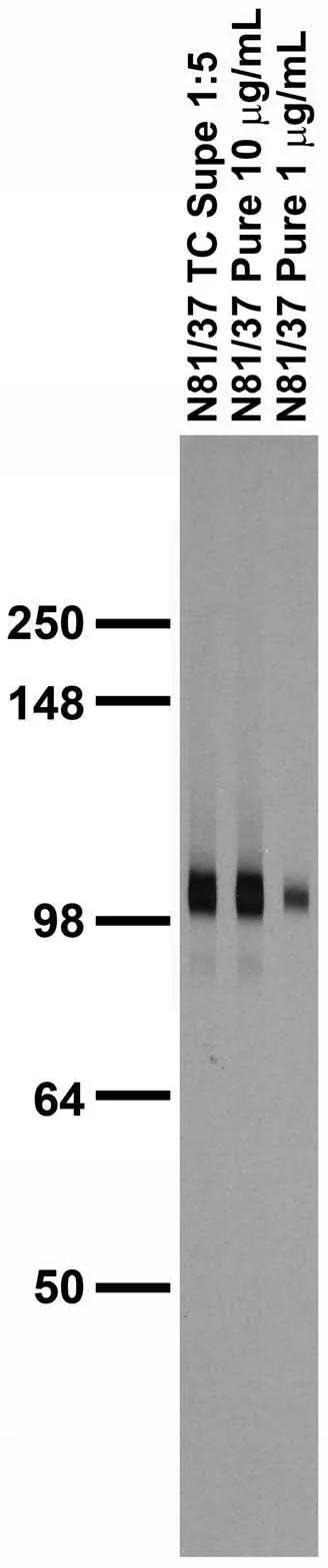 Anti-GABA-B-R2 Antibody - Image 3